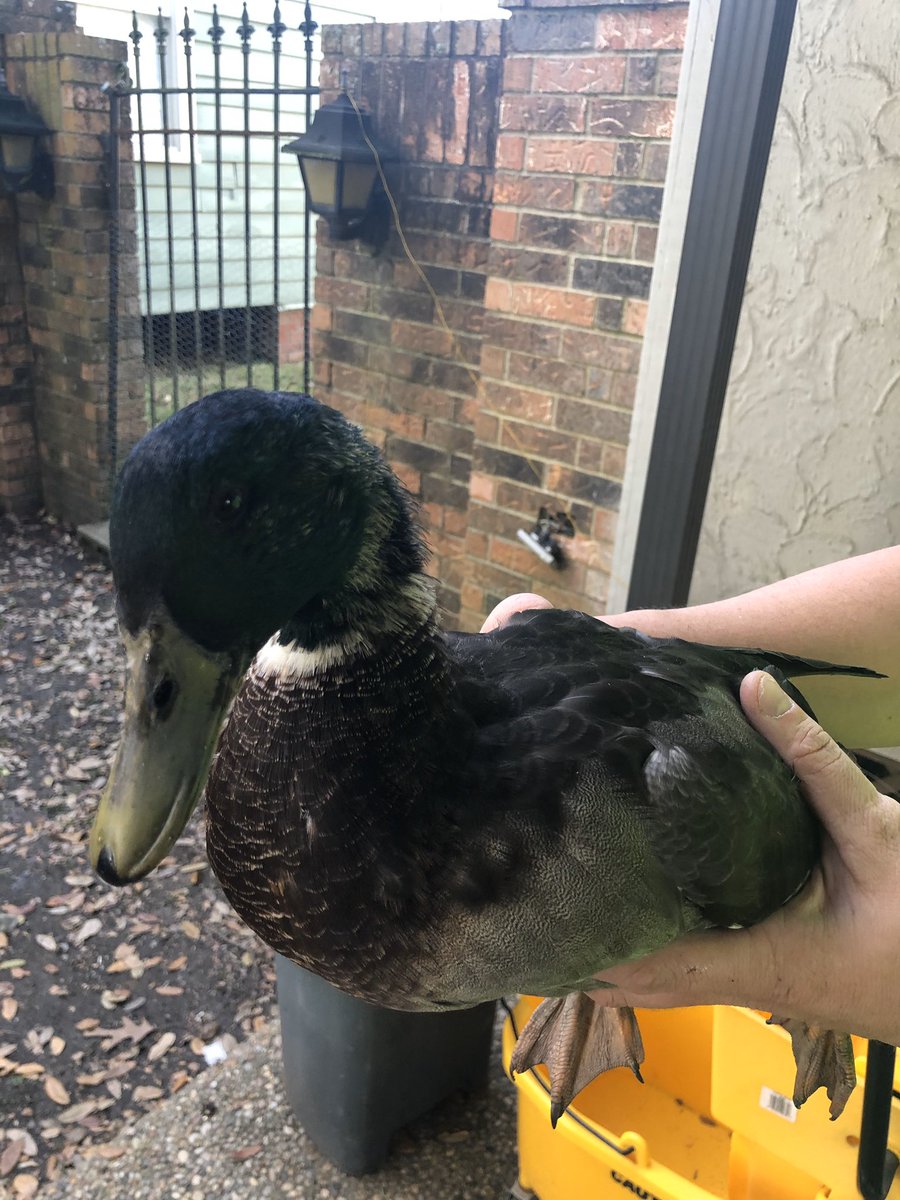 FontenotsHens's tweet photo. We took these yesterday I just forgot to post them. #rouenduck #duck https://t.co/jFL2OoNPTQ