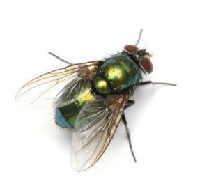 AddictionReco12's tweet photo. AUDIO-Can you be your own "fly on the wall?"  Perceptual positions can help us make adjustments to our ways of being.

Keep reading or listen:

https://t.co/fPtw20Szti

#addictionrecovery
#RecoveryPosse 
#MentalHealthMatters https://t.co/98wYvC414v