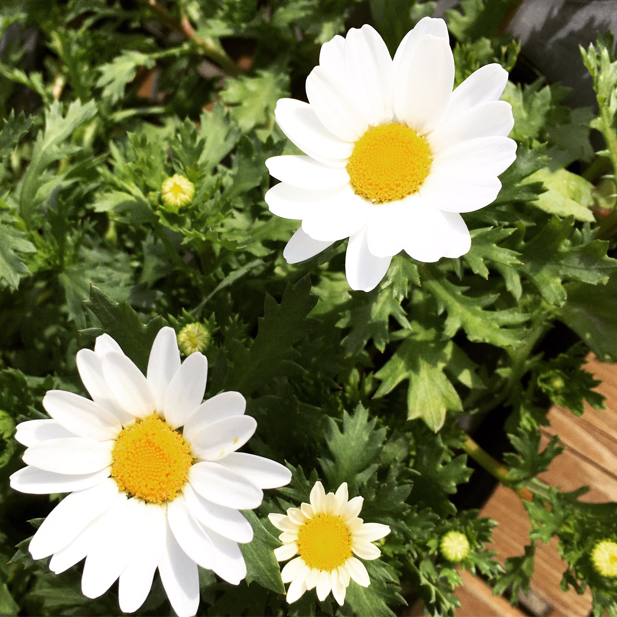 長く咲く花 Twitter Search Twitter