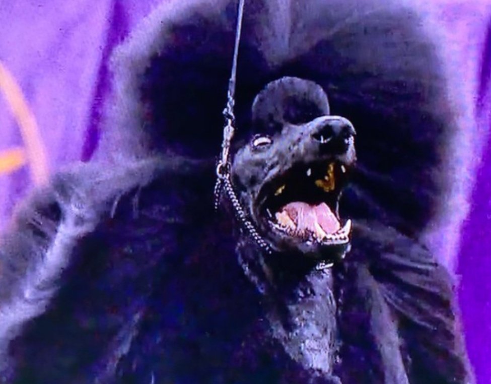 How the hell was this dumpster fire of hairy teeth even close to 'best in show?' #senditback #JusticeforDaniel #IAintDone #FixIt  #WestminsterDogShow2020 #NotOK