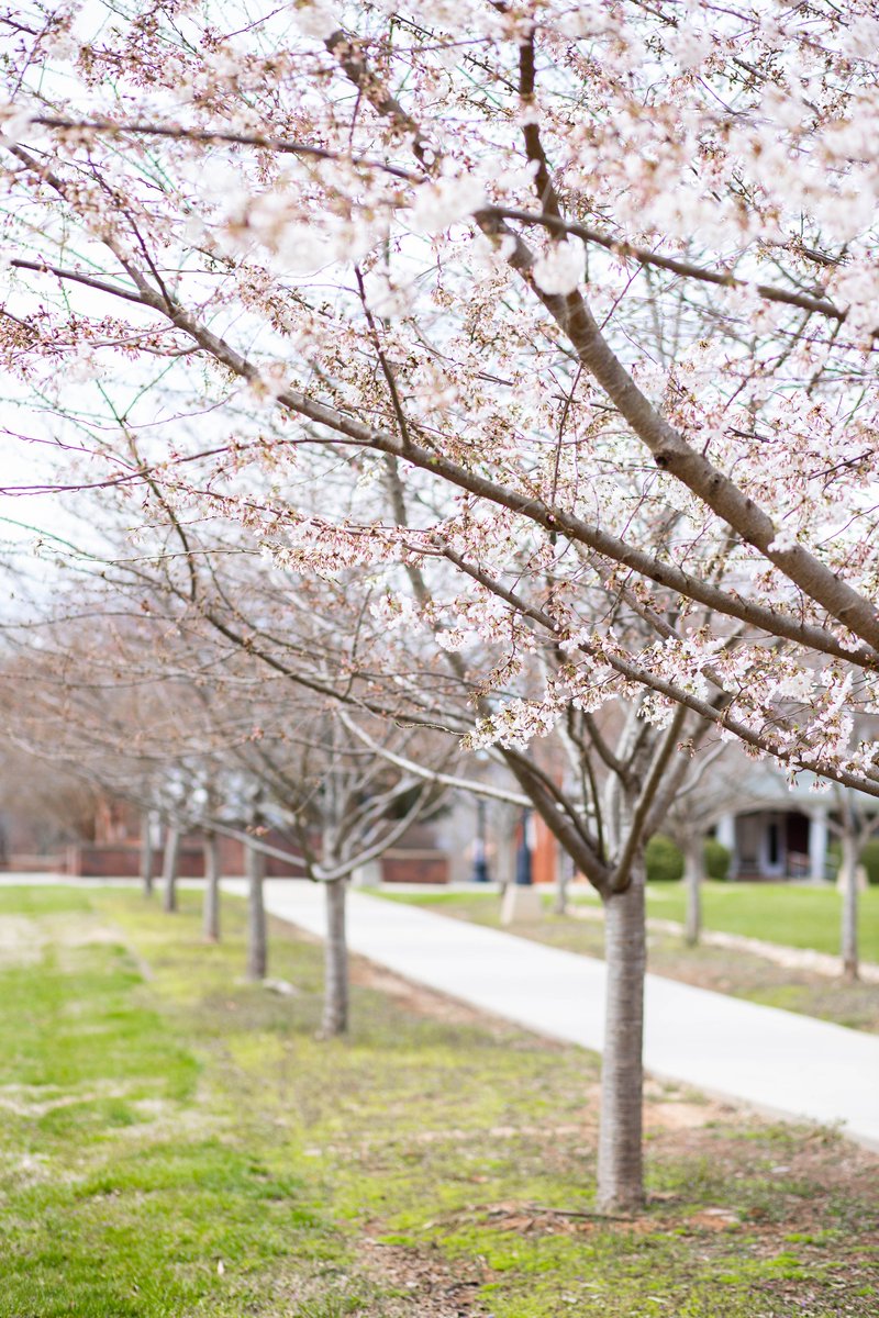 lenoirrhyne's tweet photo. Weβve got an early bloomer! Pretty soon, campus will be covered in flowering trees. #FirstSignsofSpring #LRViews https://t.co/WpzHjZCOy7