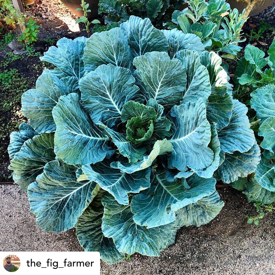 How gorgeous are these 😍 Posted <a href="/withregram/">Repost app</a> • @the_fig_farmer Collard greens are looking spectacular!
#collardgreens