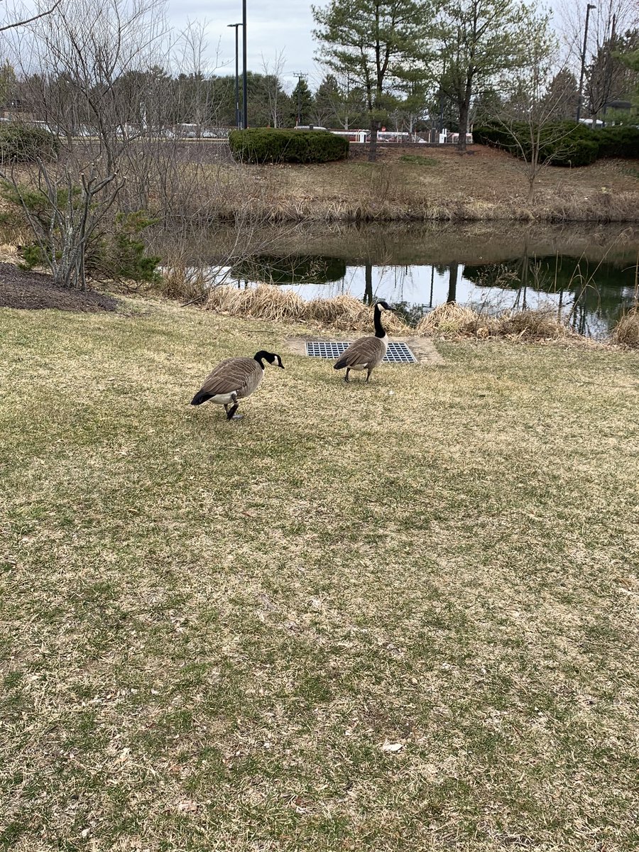 RubensteinESPN's tweet photo. Omg during all this the kamikaze Bristol geese gang is back!! #ESPNLife https://t.co/0IoXL8WeOm