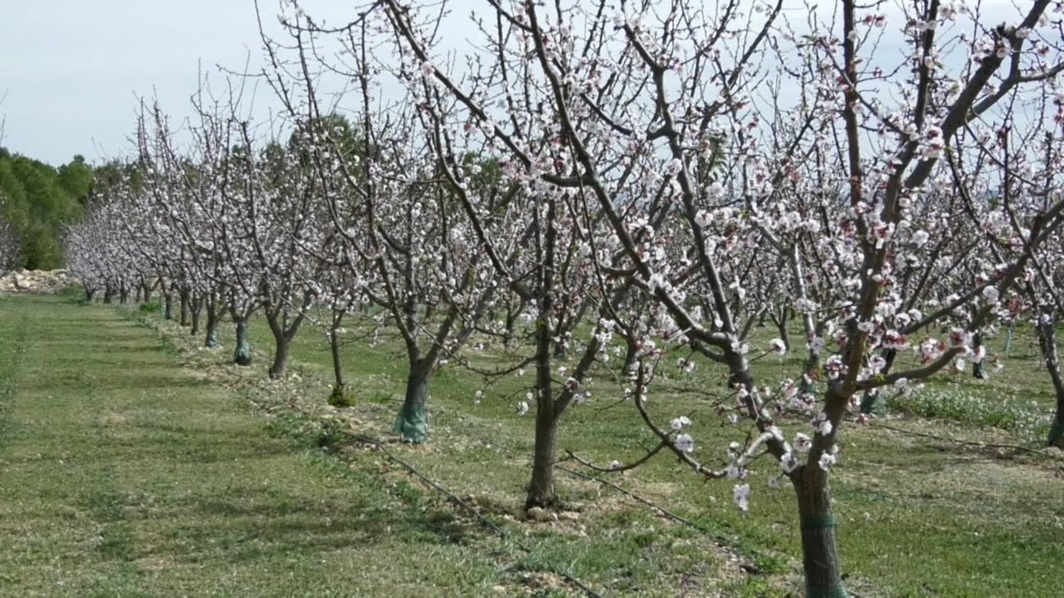 abriendocampos's tweet photo. A las 22h como cada jueves empezamos #AbriendoCampos contando toda la actualidad sobre #agricultura y #ganadería en #CLM Hoy hablamos sobre la #floración del #albaricoque y las #movilizaciones que han tenido lugar  esta semana. Te esperamos! https://t.co/BClfMSPqqi