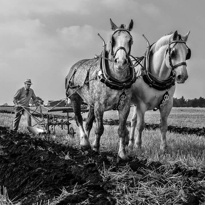 Horse Power ⁦<a href="/NatGeo/">National Geographic</a>⁩ ⁦<a href="/CanonUKandIE/">Canon UK and Ireland</a>⁩ #horse #plough #farming #History #field