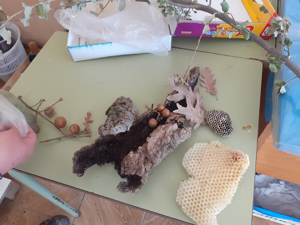 GemaCra's tweet photo. Los miércoles cambiamos el aula de #aprendizaje. Aprendemos en el #semillero y en el #huertoescolar.@Inma48120381 nos transmite todos sus conocimientos de #EdAmbiental. #gracias #huerto #miercolesdiferentes #salimosdelaula @educacyl https://t.co/EzTopFB7R8