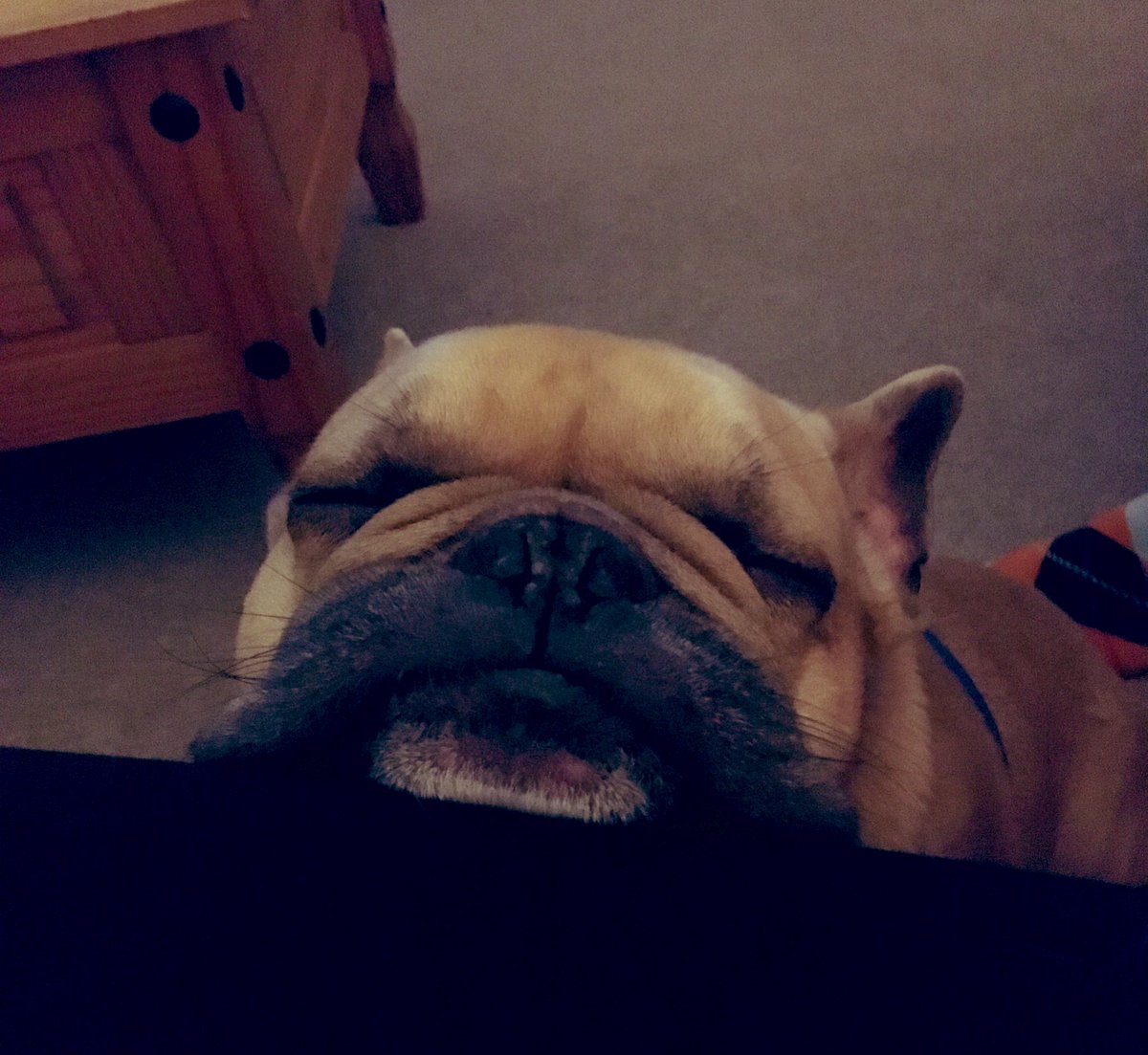 RandallFrenchie's tweet image. Is it Friday yet? 🥱 😴 🐾 #Randallthefrenchie #ThursdayThoughts #frenchbulldog