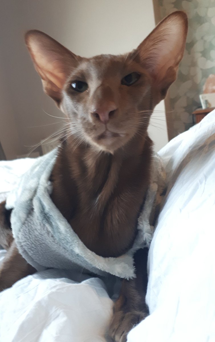 jolenehunter's tweet photo. #LoveMyMum lets self isolate 💙🙄 #WheresWalter🐒 #HandsomeElf #SnuggleMonkey #CatsOfTwitter #catsofinstagram @Diablo_Siamese https://t.co/Tc0umHNSRs