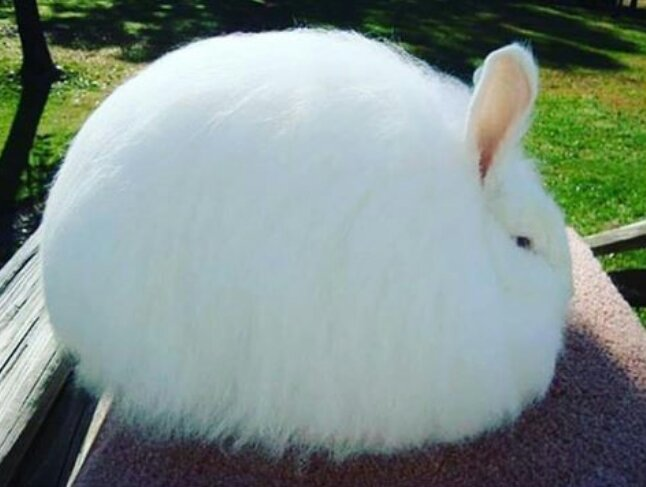 Everything is terrible so it's time for a thread of very round animals. This bun is SO ROUND.