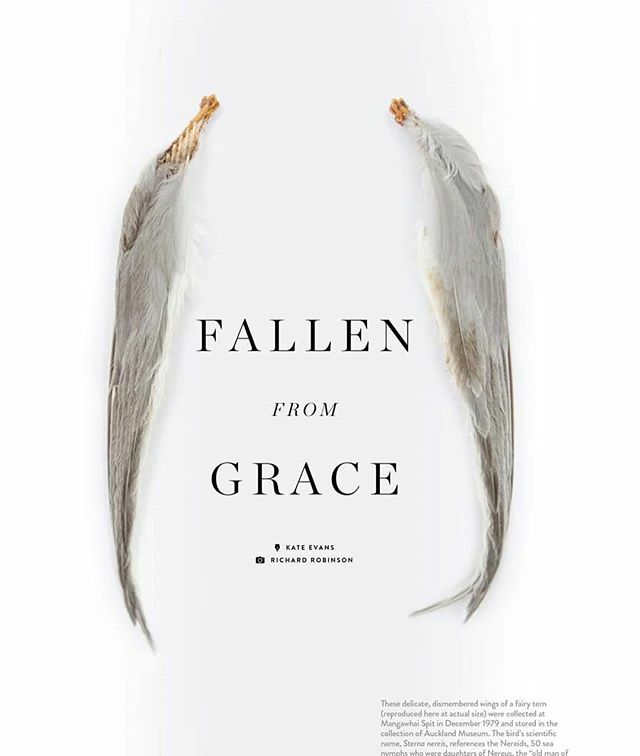 DepthNZ's tweet image. Fallen from Grace - These delicate, dismembered wings of a fairy tern were collected at Mangawhai Spit in December 1979 and stored in the collection of Auckland Museum. The bird’s scientific name, Sterna nereis, references the Nereids, 50 sea nymphs who … ift.tt/38P6LMu