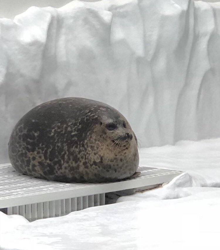 This seal blob is a thing of beauty