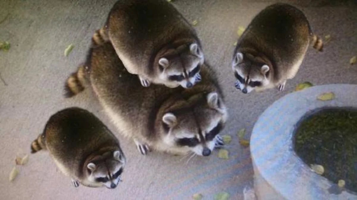 These very round trash pandas stack, which is surprising because normally round things roll right off. Must be a family of acrobats.