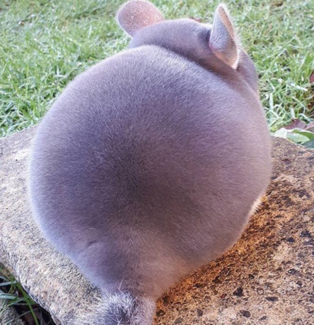 You can learn geometry off of this chinchilla's round butt, it's so perfect.