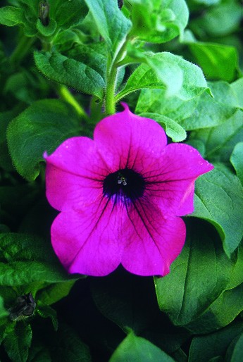 PlugplantUK's tweet photo. Surfinia plug plants. Order online for delivery at the end of March https://t.co/KzltSmR98Q

#PlugPlants #GardenPlanning #LoveGardening https://t.co/9OTNLZWeQ8