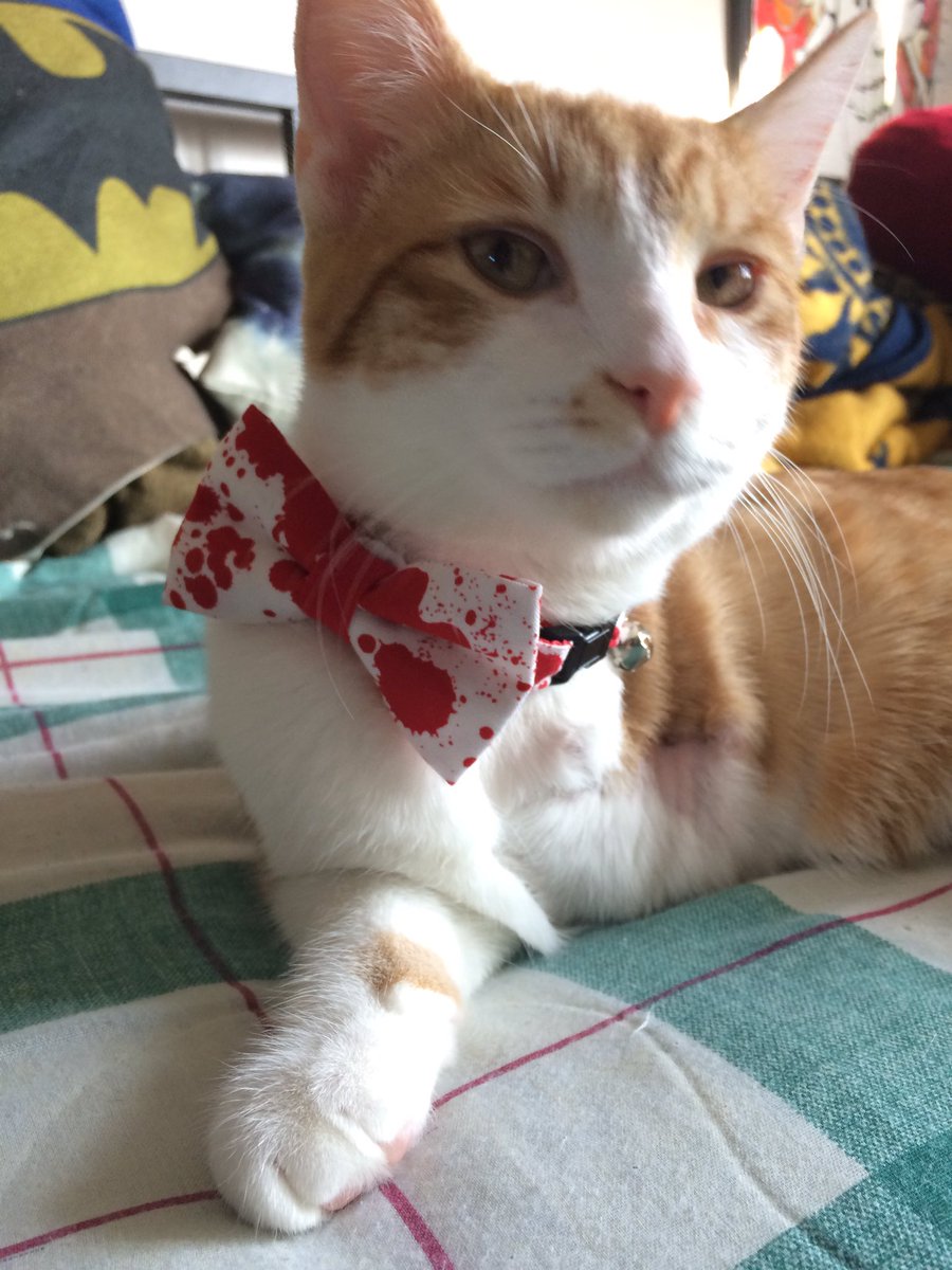 AmylouAhava's tweet photo. Ash Williams looking ever so dapper and groovy in his new bow tie. #AshCat #HorrorCat https://t.co/ENjTgtICIF