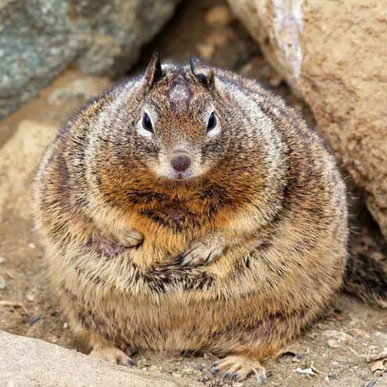 This squirrel has achieved PEAK ROUNDNESS and you should be proud of it.
