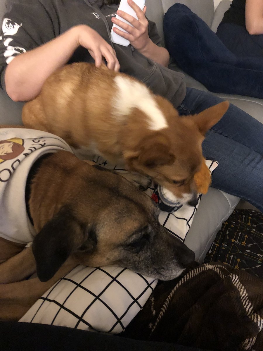 RTAnimDogs's tweet image. Portabella and Glacier @applexcat @sanafreemanart