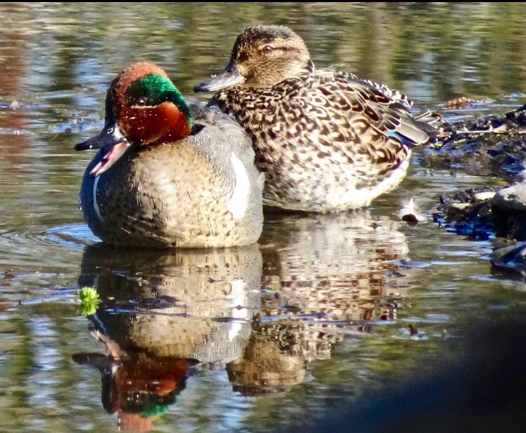 🌿🌸🌿
2 Lucky Ducks!!
#GreenWingedTeal
#Birds #Nature
#Oregon 🌿🌸🌿💫