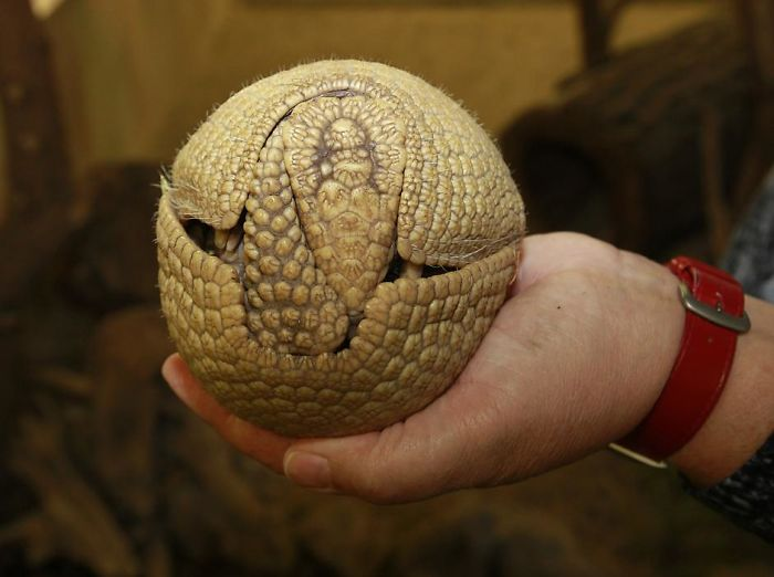 This tiny armadillo has made a perfect ball of itself and has found its platonic ideal.