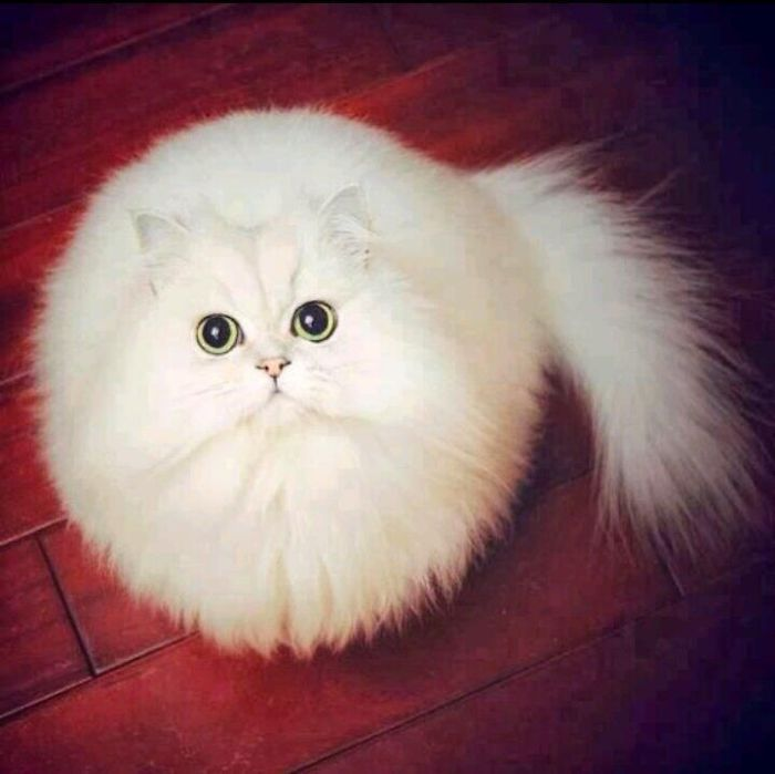 This cat is so round that it is fighting with the arctic seal and dwarf hamster for the title of "thing that looks most like a white fluffy sphere"