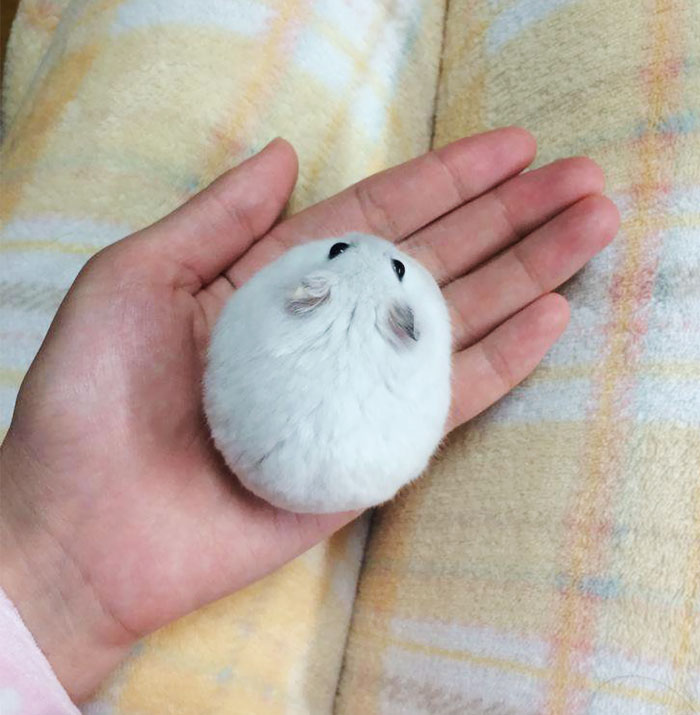 This is the cutest cotton ball I've ever seen.