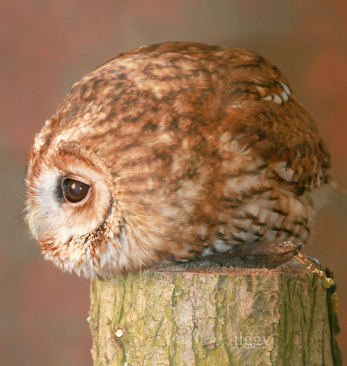 SPHERICAL is a little-known form of aerodynamics, according to this owl.