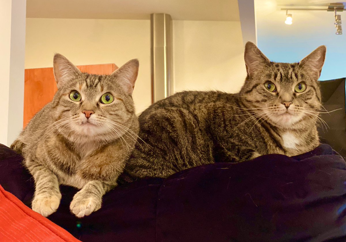 HazelandRemy's tweet photo. #PawCircleForTheWorld
#PetsForTheWorld
Positive Hope & Healing to everyone
during these tough times.
#StrongerTogether
❤️❤️😽😽🐾🐾🌍 — Hazel and Remy https://t.co/V2aC1CPWbj