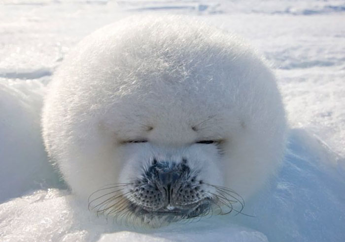 Oh look it's a snowball looking adorable in the snow.