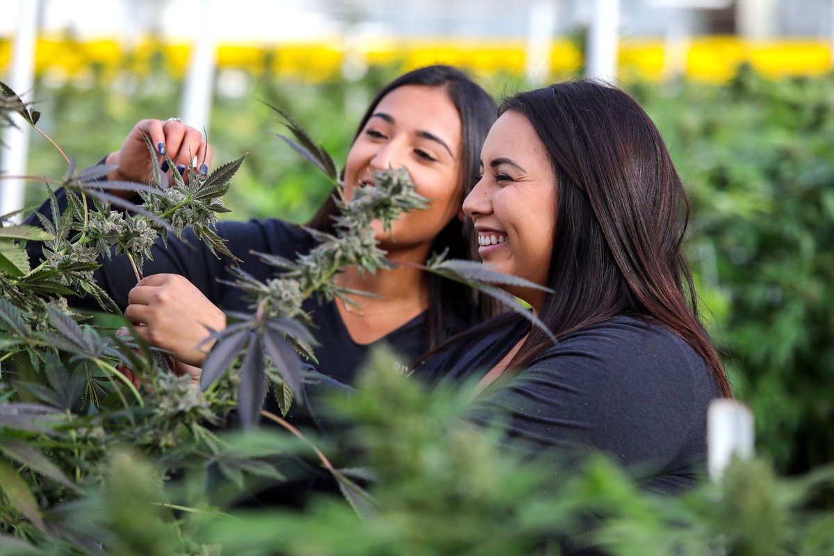 RiverviewFarms_'s tweet photo. Happy "National Plant A Flower" Day! AKA, every day around here... 😂 💚 🌿  #cannabis #growwithrvf https://t.co/pK3ukvtrwf