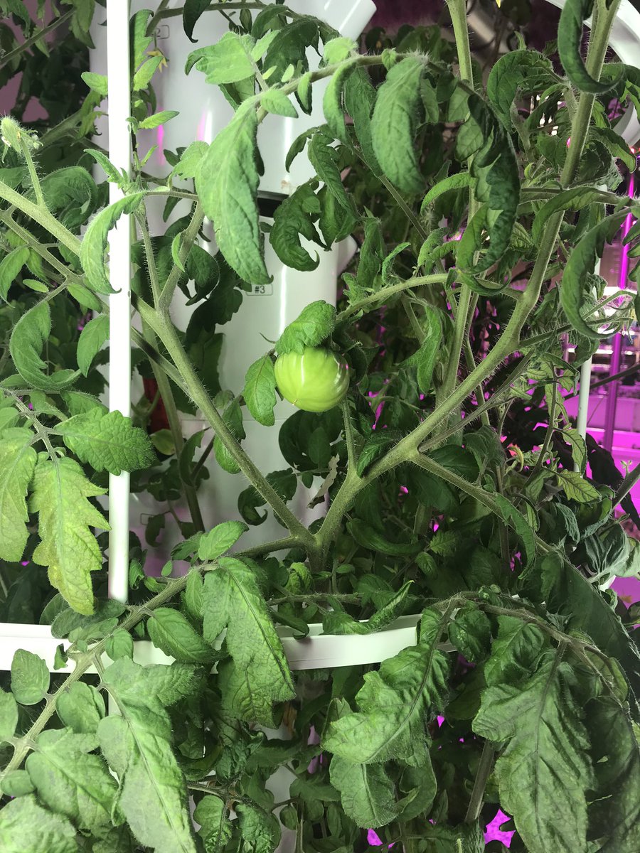 sam_christy's tweet photo. #AgWorksatCCA is keeping it fresh and growing some #hydroponic #tomatoes #ExplorersProgram https://t.co/kq0dwOv4wg