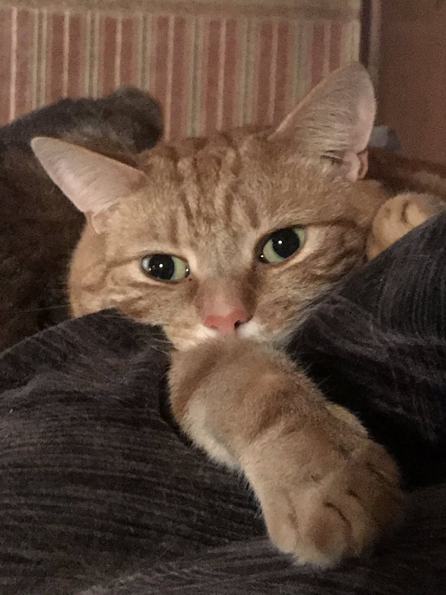 JoyceTurkington's tweet photo. @briebritishcat @FelineChairThi1 @thetreezz #PawCircleForTheWorld #Petsfortheworld #StrongerTogether Heal the world and all living beings #CatsOfTwitter https://t.co/7rGMGqEoUh
