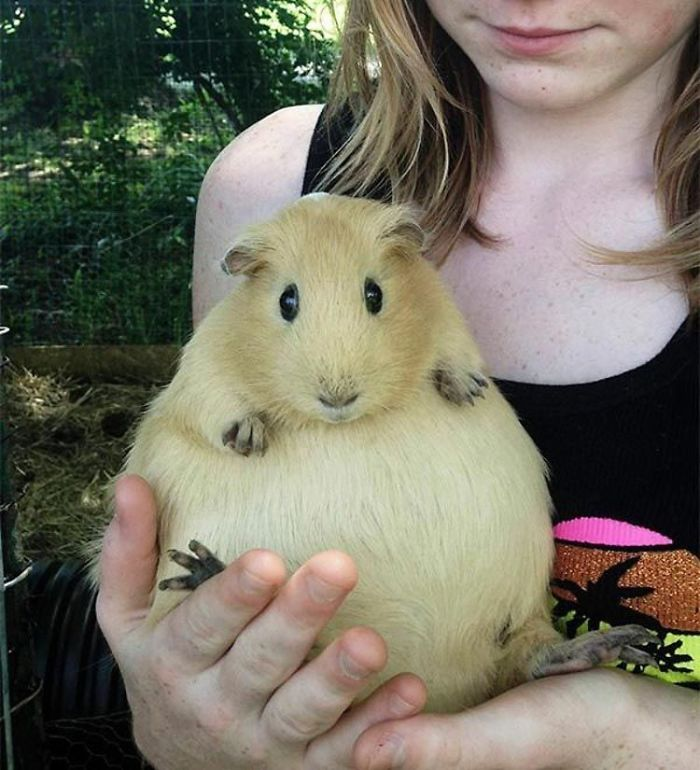 This very preggo guinea pig looks like a water balloon, ngl. Hang in there sister.