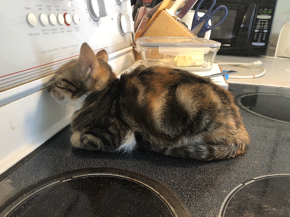 rumbleblu73's tweet photo. Hum, well. Ok. #kitty #cat #dumbcat #dumbkitty #dumb #lovemydumbass #lovemycat #cutecat #funnycat #kittycat https://t.co/YaLrR3ATa3