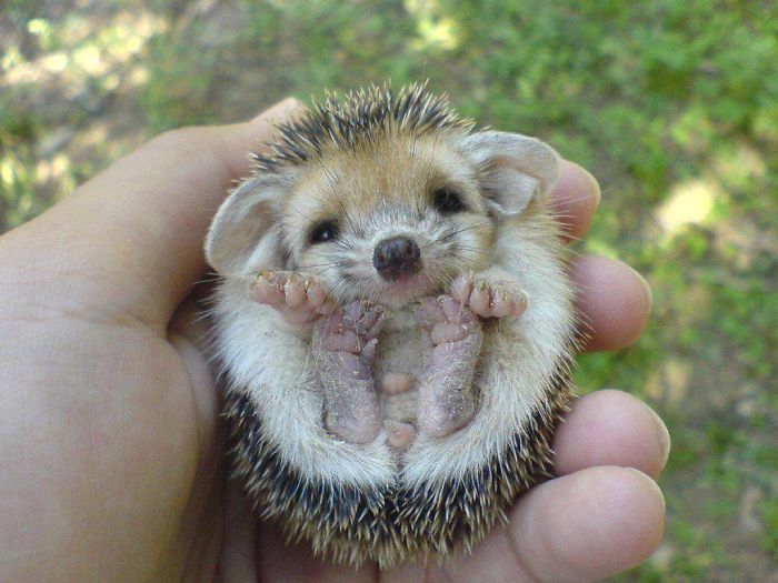 No thread of round things would be complete without prickly round things. Exhibit A: hedgehog being round.