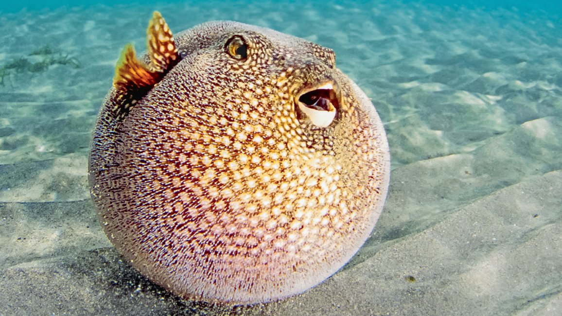 Exhibit B: this surprised and spherical pufferfish