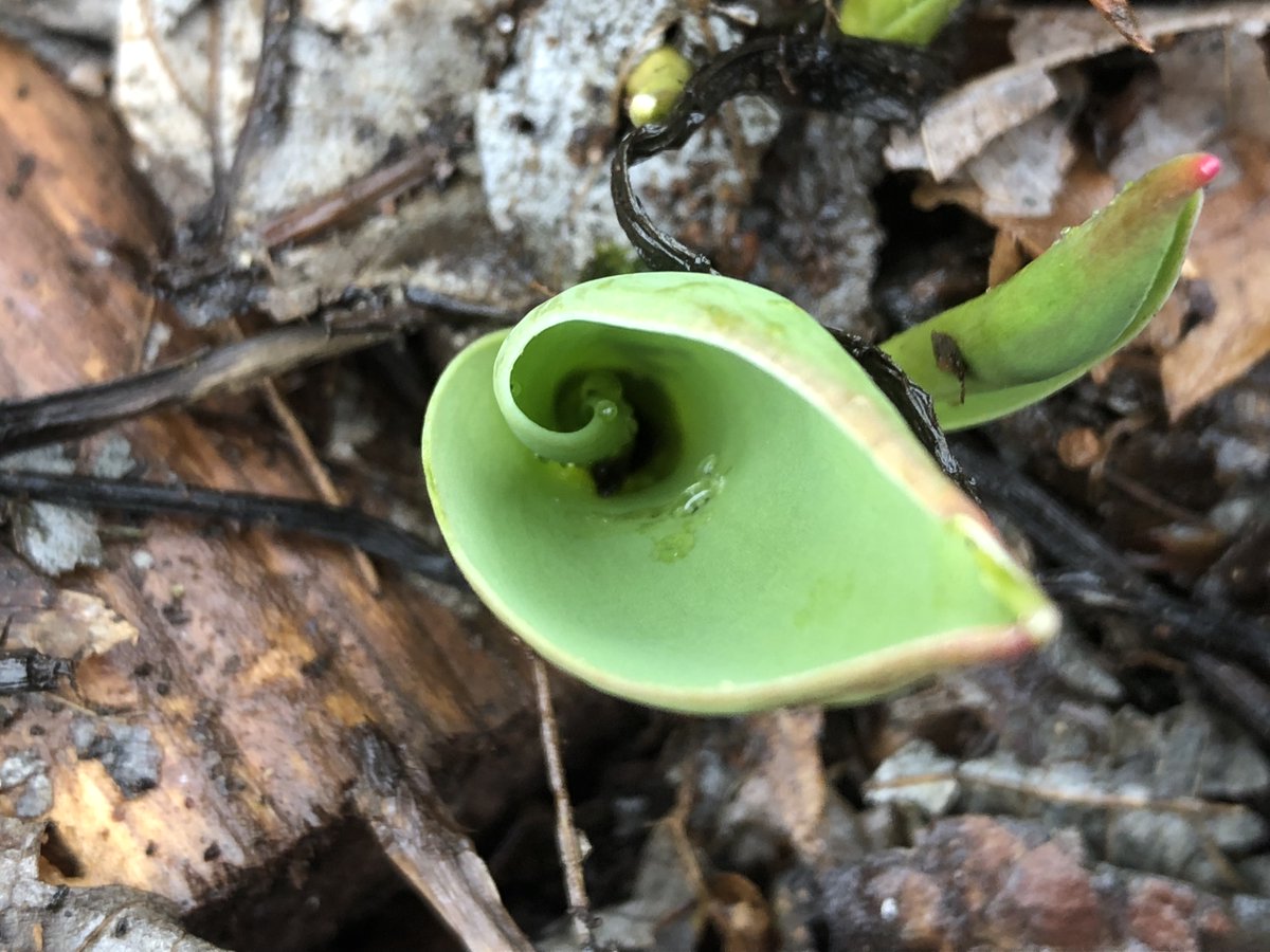 Everybody Gardens tweet media