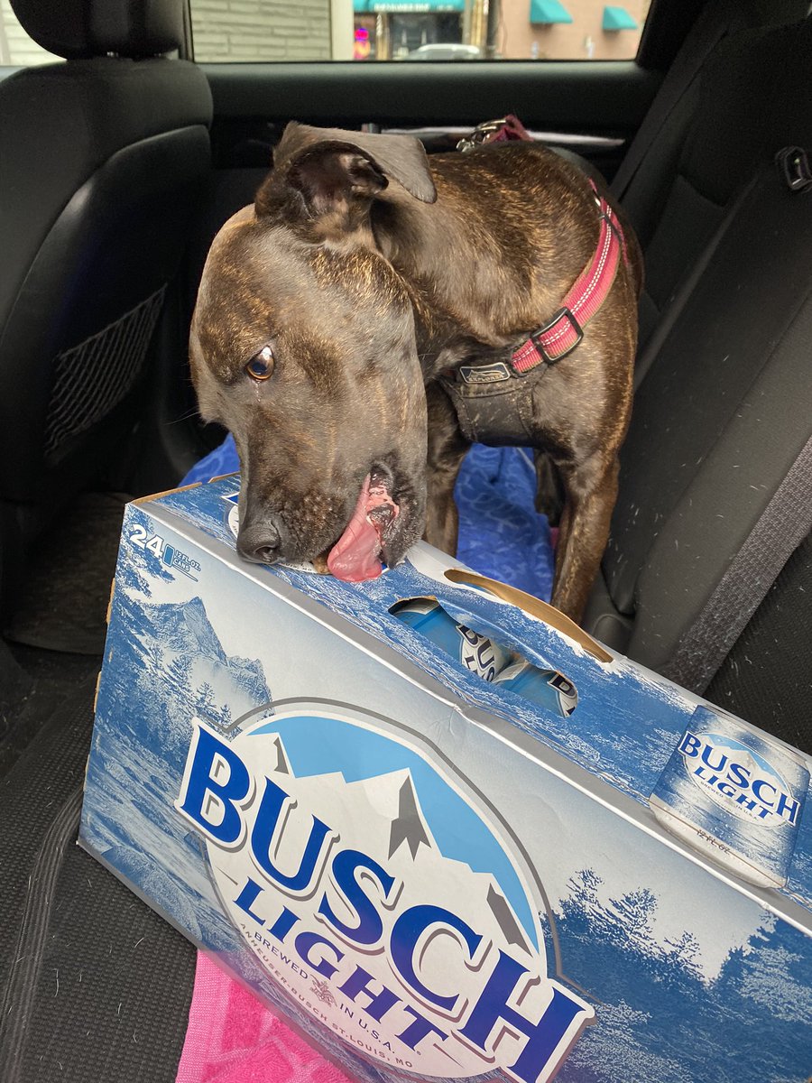 buschisbae's tweet photo. Quarantine essentials 🍻 https://t.co/PdaJaU5c7M