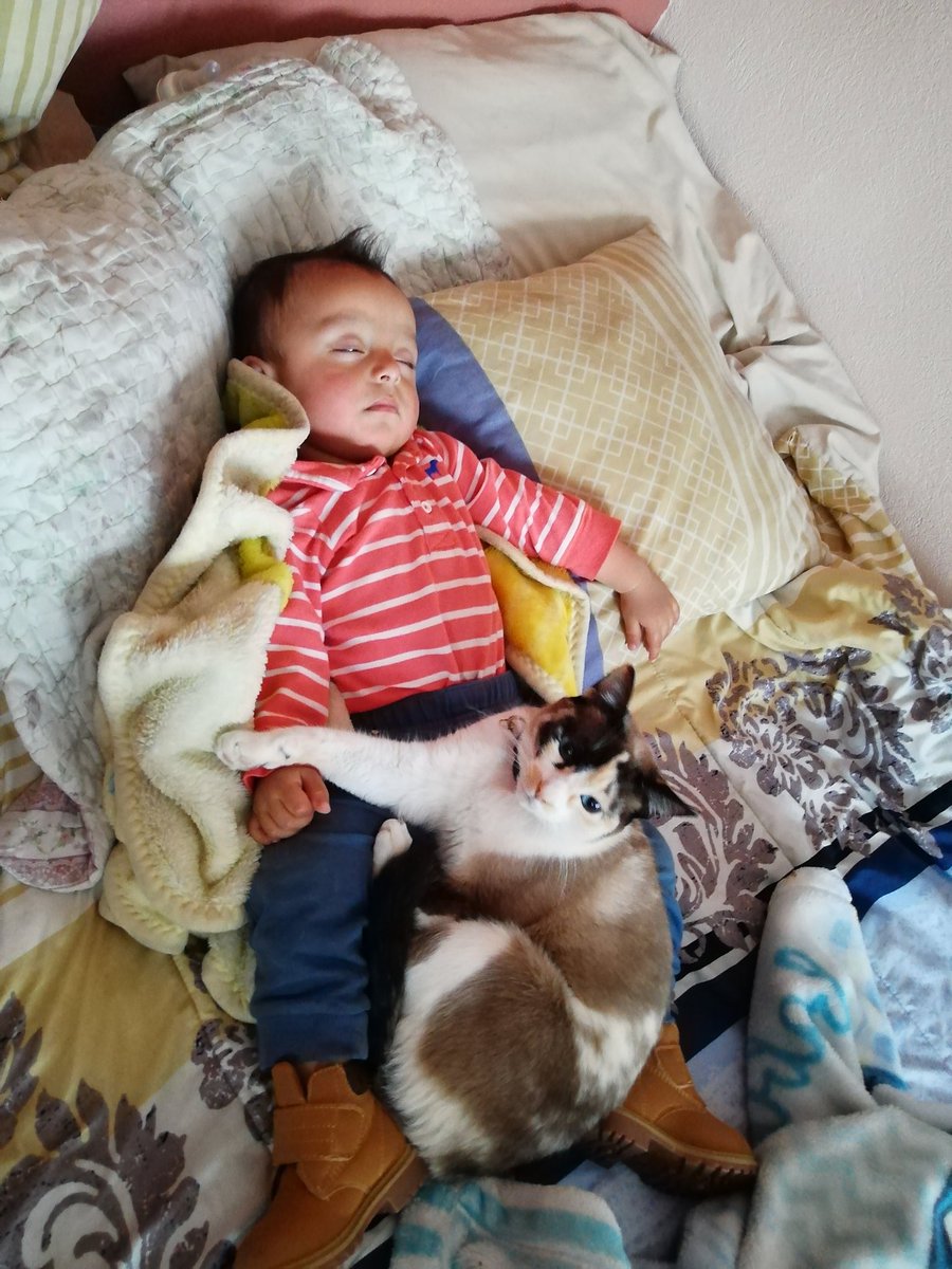 kirby270's tweet photo. @NinjaHil Qué tal mi gata cuidando que nadie despierte a su hermano? https://t.co/nu9K5ciaGx