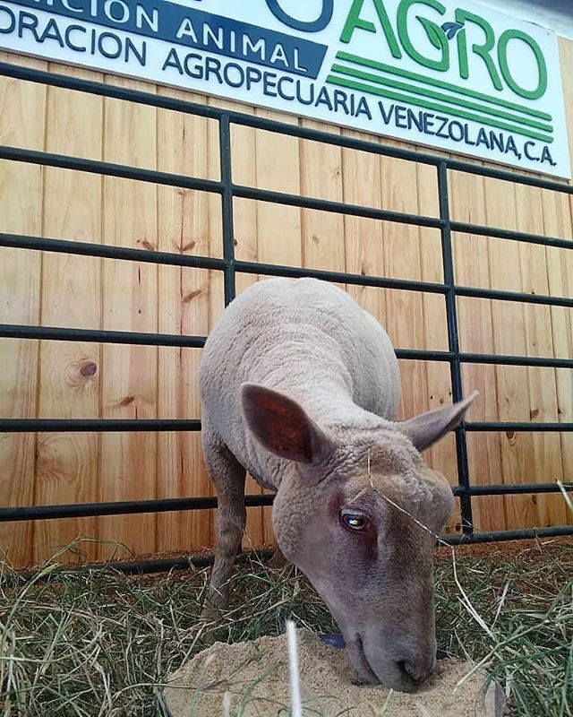 CorpoAgro's tweet photo. Somos una empresa joven; sin embargo, hemos crecido mucho en poco tiempo. Hoy podemos decir que alcanzamos una buena base de aliados y clientes satisfechos. Nuestro #TBT es una imagen de una de las ocasiones en que pudimos estar más cerca de nuestros cli… https://t.co/d5EglNpFcU https://t.co/147FxVfFr9
