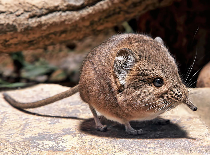 The short-eared elephant shrew looks like a round bead on a string, between the nose and the tail.