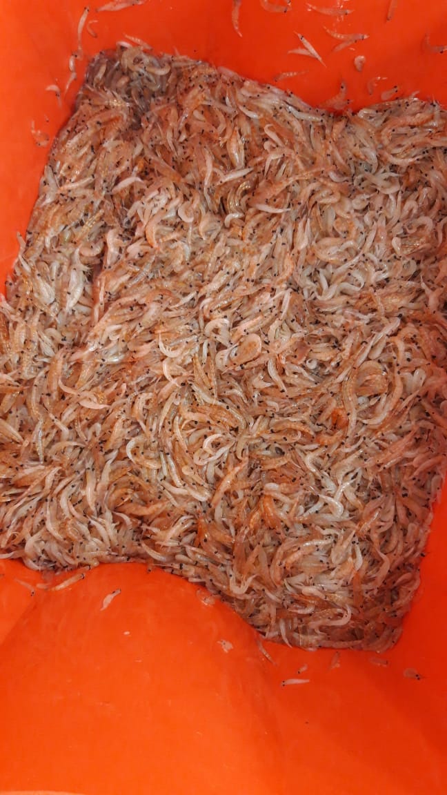 landaicio's tweet photo. Casi 15 kg de krill fueron recolectadas en la última trampa de luz instalada hace unos días en Bahía Fildes. Logramos 7 instalaciones exitosas esta temporada. Esperamos el próximo año mejorar la cantidad en base Yelcho. #ECA56 #LABITI #LOFISAT #COSTA-R #INACH @inach_gob https://t.co/OMNPqII68w