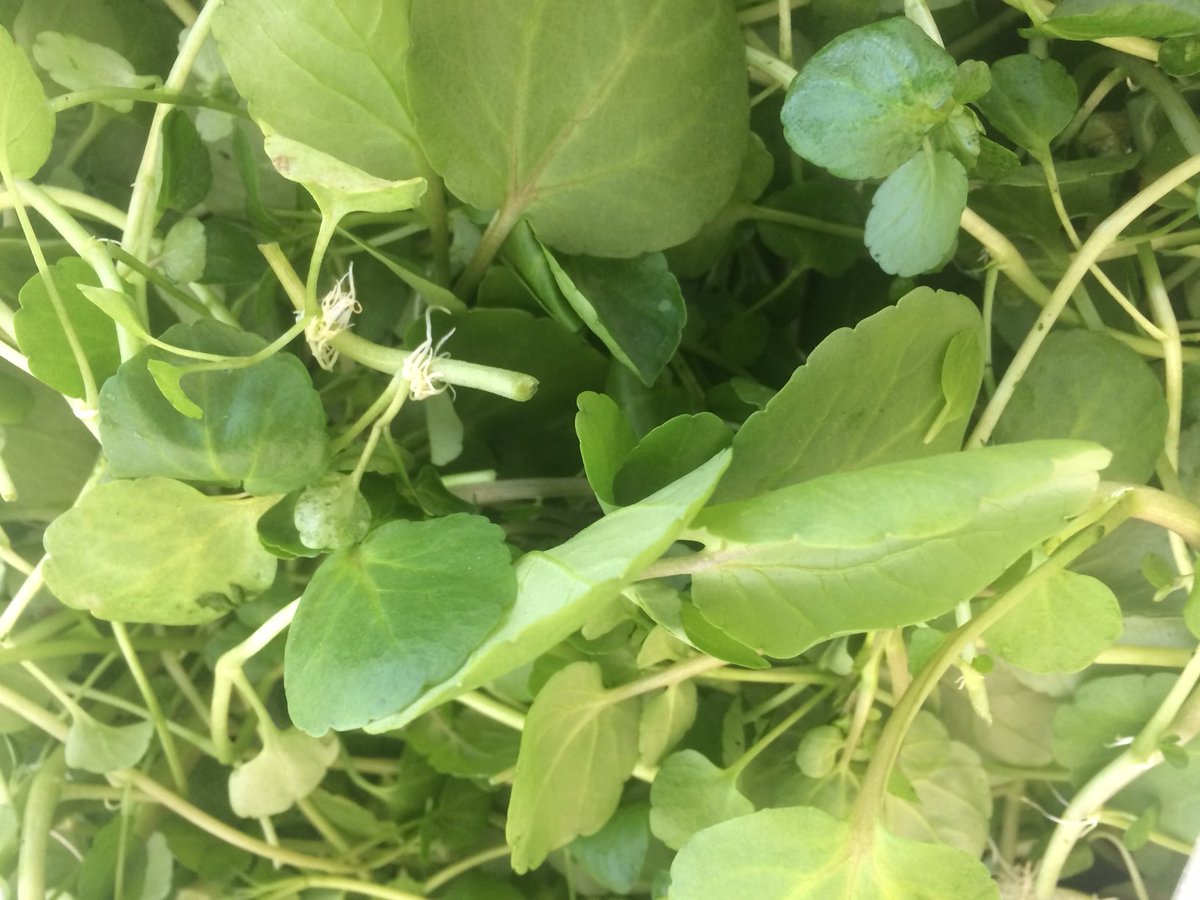 Matthews_Market's tweet photo. Celebrate everything green for St. Patrick's Day! #Saturday 8 till 10 #happystpatricksday #springgreens #localproduce #localonly #buylocal #localfarms #MCFM #farmersmarket https://t.co/OqNZ1YNEtK