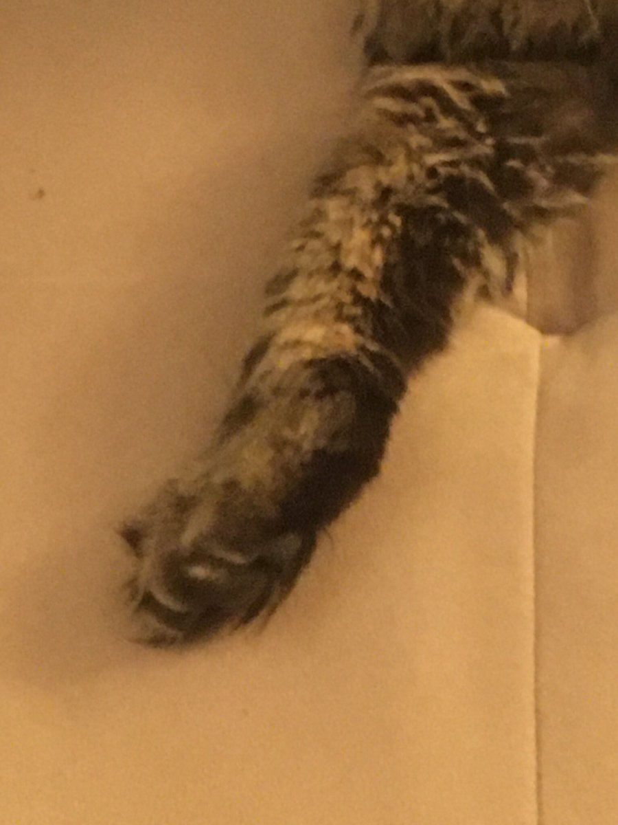 LolaKittySLC's tweet photo. Staff lost track of time. Love, health and peace to all in this time of danger and
uncertainty.
#StrongerTogether
#PetsForTheWorld
#PawCircleForTheWorld https://t.co/Wa9kqrDklr