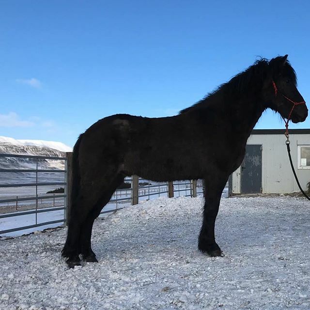 lythorse's tweet photo. Akkur frá Lýtingsstöðum 
#lythorse #icelandichorse #northiceland #youngster https://t.co/ZPeQG1YiLm