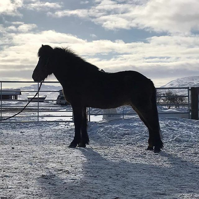 lythorse's tweet photo. Vigur frá Lýtingsstöðum 
#lythorse #icelandichorses #northiceland #youngster https://t.co/jLt2QAFGo8