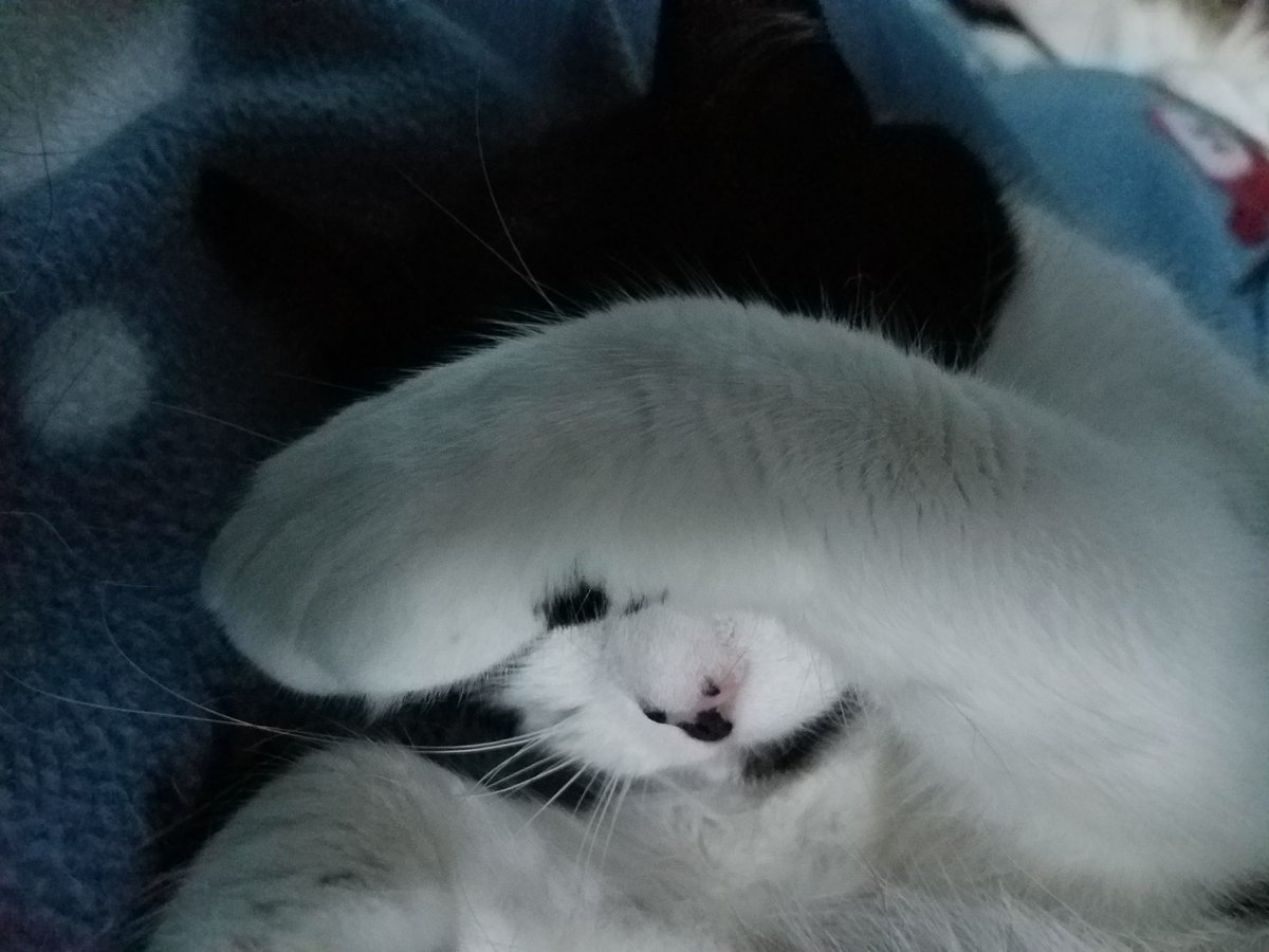 sofeekitty's tweet photo. @LolaKittySLC Ooo no I forgot too. Thanks for the reminder
#StrongerTogether
#Petsfortheworld
#pawcirclefortheworld https://t.co/Kvh4xW3BzQ