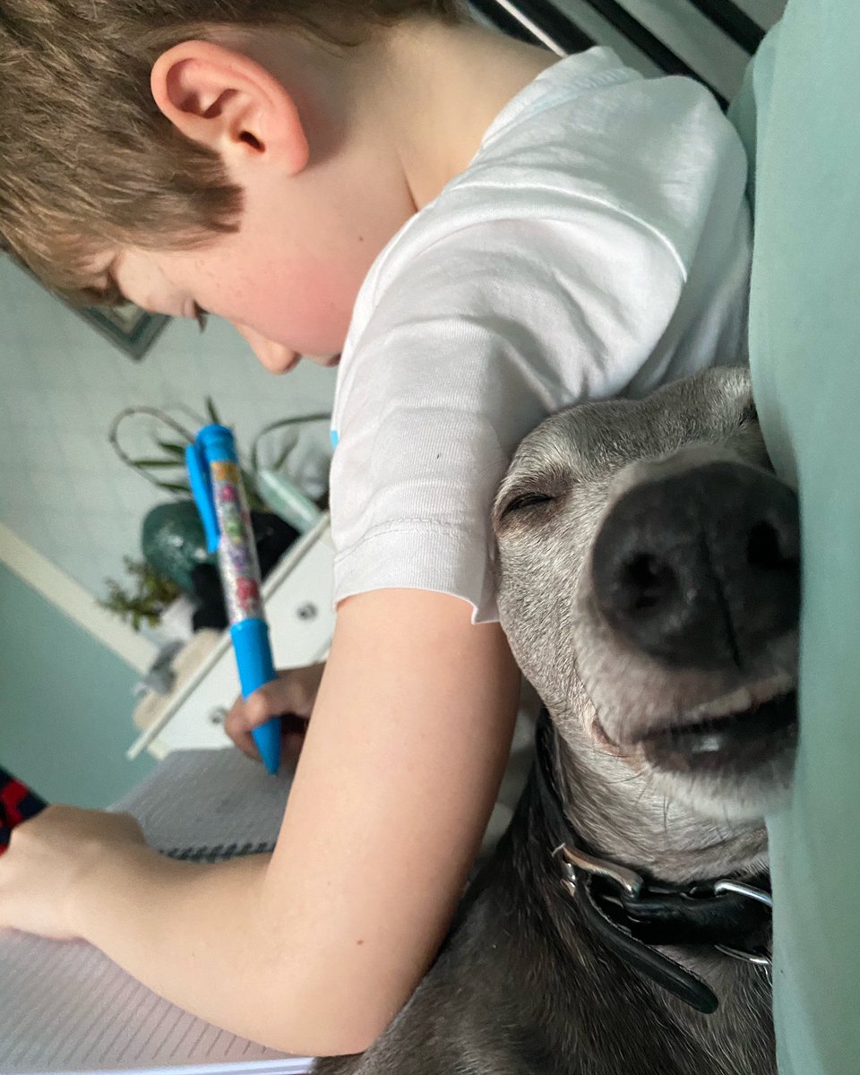 Boys, boys, boys..... Always in my face, breathing that stinky breath, snorin’ and gruntin’, bangin’ and breakin’, don’t get me started on the fact that I still wipe both their arses..... 🤦🏻‍♀️ but that loooove and those hugs 😍 
#whippet #lockdown #devon