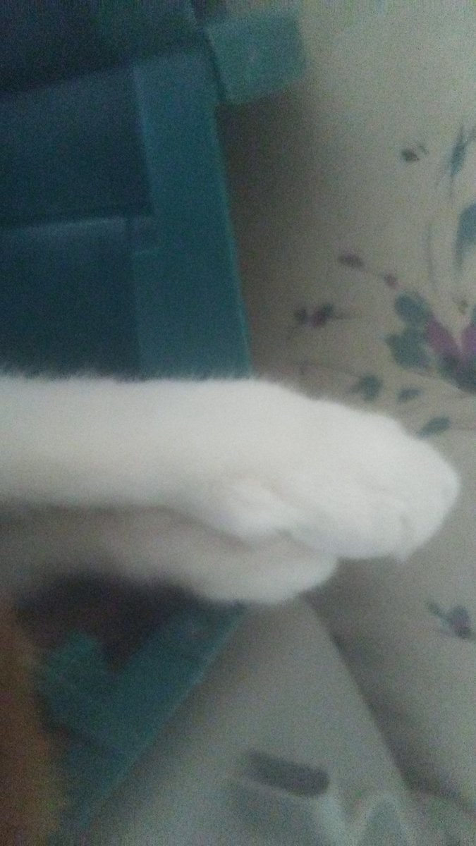 Strong1Dee's tweet photo. The Riley herd wants to extend paws of peace n healing n love to all ๐#Pawcircle #Petsfortheworld https://t.co/DzOwI0yoFk