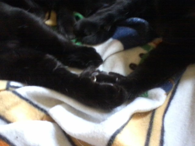 Strong1Dee's tweet photo. The Riley herd wants to extend paws of peace n healing n love to all ๐#Pawcircle #Petsfortheworld https://t.co/DzOwI0yoFk