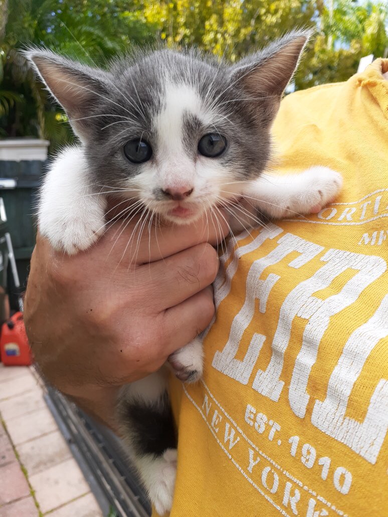 karena731's tweet photo. So incredibly happy!! Our foster kitten solo has found her ‘furever’ home!
#BeAFoster #AdoptDontShop
@LuvPalm @PetSmartChariTs @PetSmart https://t.co/POCXN7kRCn